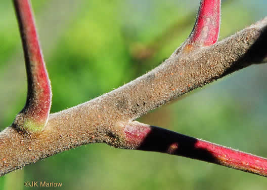 image of Rhus typhina, Staghorn Sumac