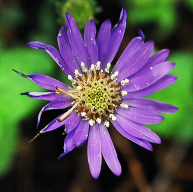 image of Symphyotrichum georgianum, Georgia Aster