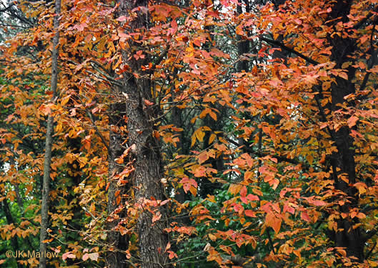 image of Toxicodendron radicans var. radicans, Eastern Poison Ivy