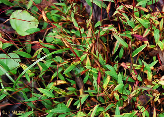 image of Microstegium vimineum, Japanese Stiltgrass, Japanese-grass, Nepalese Browntop, Nepal Grass