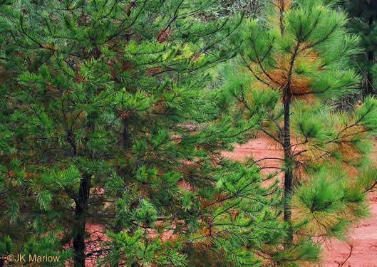 image of Pinus virginiana, Virginia Pine, Scrub Pine, Jersey Pine, Possum Pine