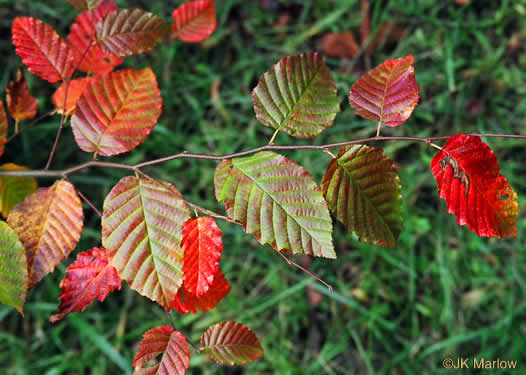 Carpinus caroliniana +, Musclewood, American Hornbeam, Blue-beech, Ironwood