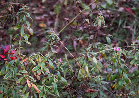 image of Kalmia carolina, Southern Sheepkill, Carolina Wicky, Carolina Sheep Laurel, Carolina Bog Myrtle