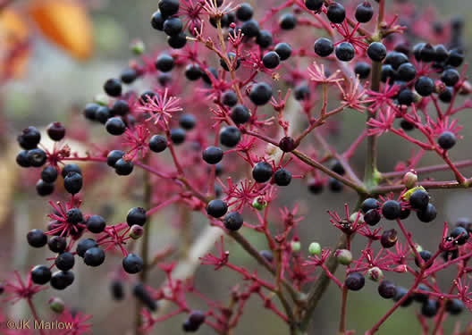 image of Aralia spinosa, Devil's Walkingstick, Hercules-club, Prickly Aralia, Prickly-ash