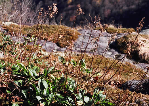 image of Solidago simulans, Granite Dome Goldenrod, Cliffside Goldenrod