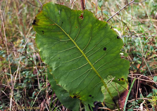 Prairie-dock