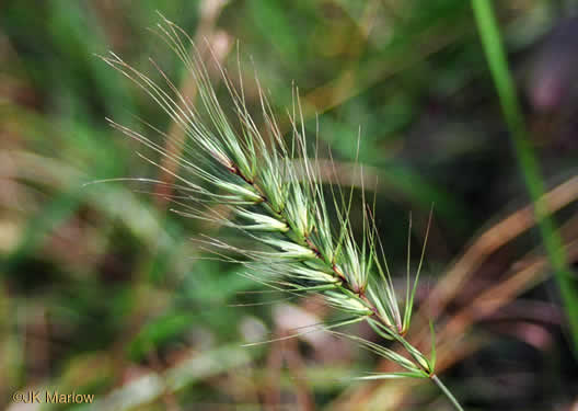 spikelet