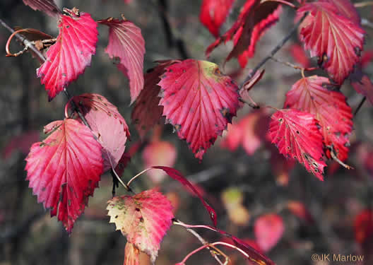 image of Viburnum recognitum, Smooth Arrowwood, Northern Arrowwood