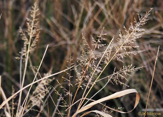 panicle