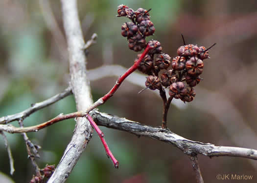 image of Eubotrys recurvus, Mountain Sweetbells, Mountain Fetterbush, Deciduous Fetterbush