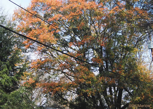 image of Quercus nigra, Water Oak, Paddle Oak