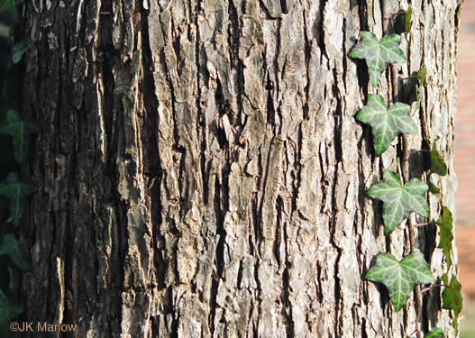 image of Ostrya virginiana, American Hop-hornbeam, Ironwood, Eastern Hop-hornbeam, Leverwood