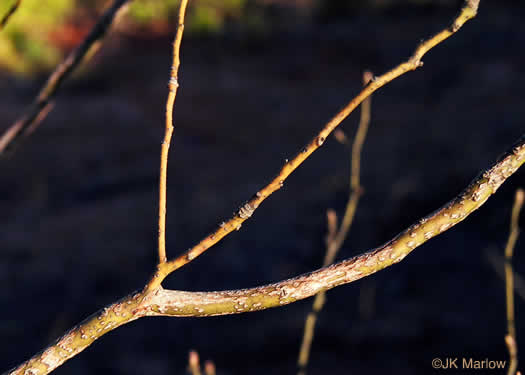 image of Sassafras albidum, Sassafras