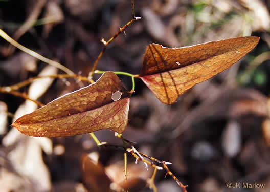 image of Smilax bona-nox var. bona-nox, Fringed Greenbrier, Catbrier, Stretchberry, Tramp's Trouble