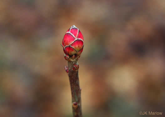 image of Rhododendron periclymenoides, Pinxterflower, Pinxterbloom Azalea, Election Pink, Pinxter Azalea