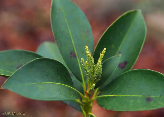 image of Kalmia latifolia, Mountain Laurel, Ivy, Calico-bush, Mountain Ivy