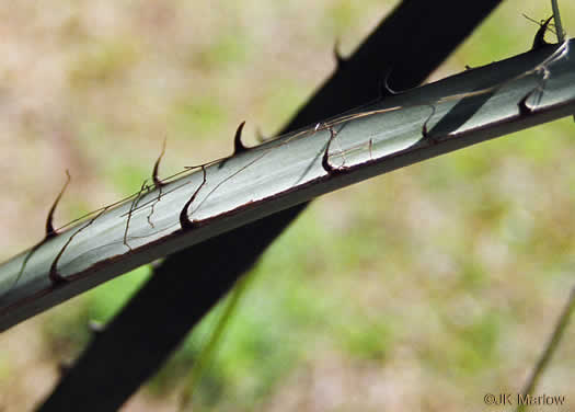 Butia odorata, Pindo Palm, South American Jelly Palm, Brazilian Butia