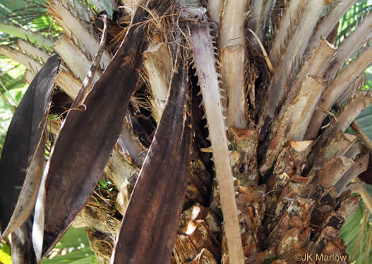 image of Butia odorata, Pindo Palm, South American Jelly Palm, Brazilian Butia