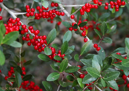 image of Ilex vomitoria, Yaupon Holly, Yaupon