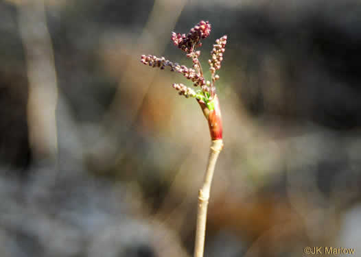 image of Xanthorhiza simplicissima, Yellowroot