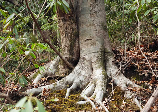 image of Fagus grandifolia +, American Beech