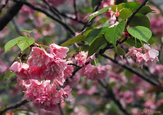 image of Prunus ×yedoensis, Yoshino Cherry