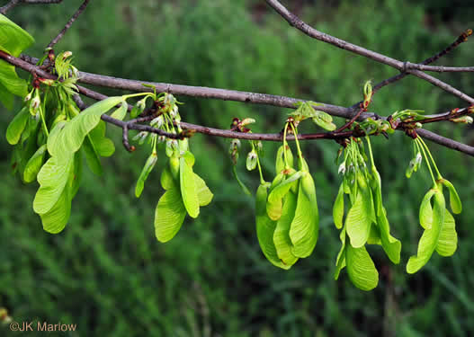 image of Acer saccharinum, Silver Maple, Soft Maple