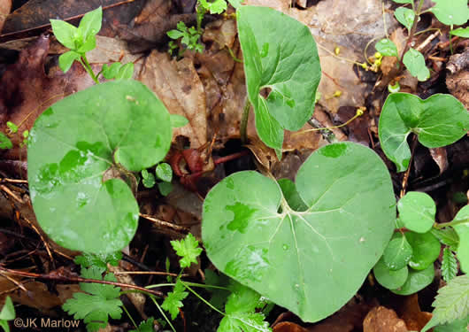 image of Asarum reflexum, Reflexed Wild Ginger