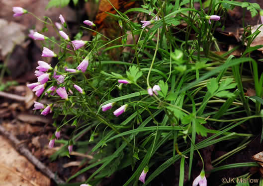 image of Claytonia virginica var. virginica, Spring-beauty