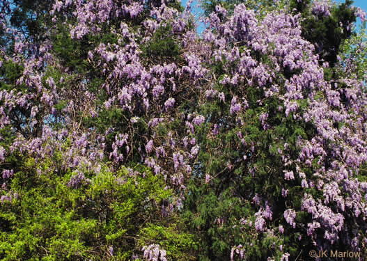 image of Wisteria sinensis, Chinese Wisteria