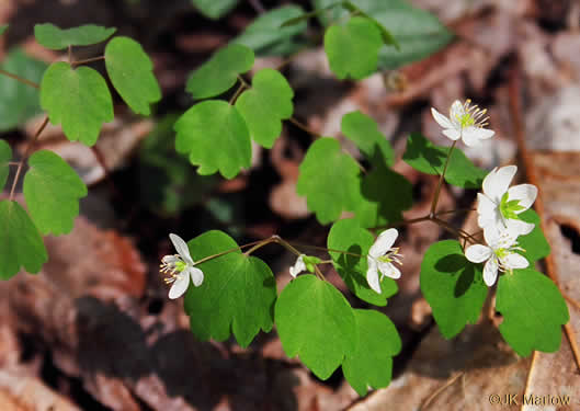 Thalictrum thalictroides, Windflower, Rue-anemone