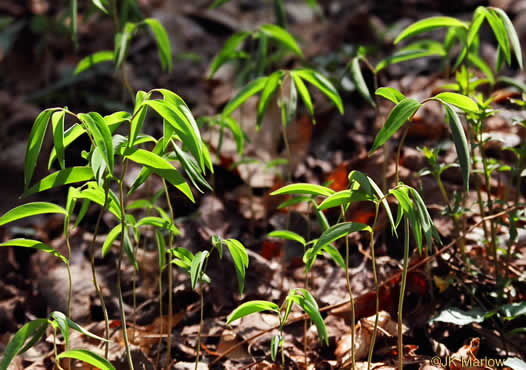 image of Uvularia sessilifolia, Wild-oats, Sessile-leaf Bellwort, Straw-lily