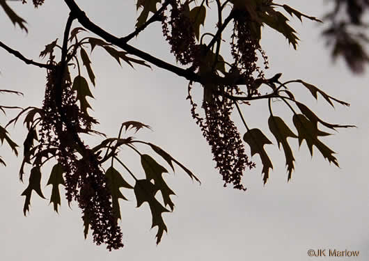 image of Quercus falcata, Southern Red Oak, Spanish Oak