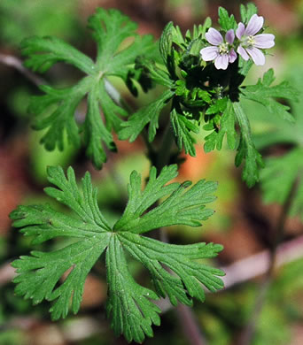 image of Geranium carolinianum, Carolina Cranesbill