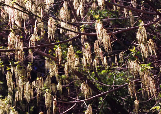 Acer negundo var. negundo, Eastern Box Elder, Ash-leaved Maple, River Maple