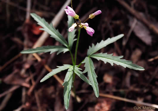 Cardamine concatenata, Cutleaf Toothwort