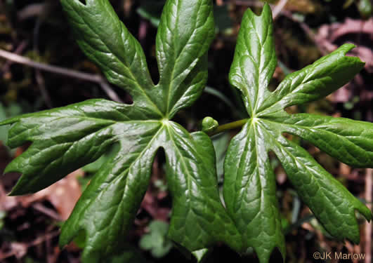 image of Podophyllum peltatum, May-apple, American Mandrake