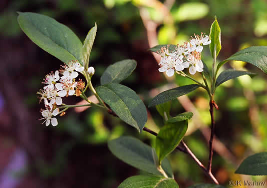 image of Aronia arbutifolia, Red Chokeberry