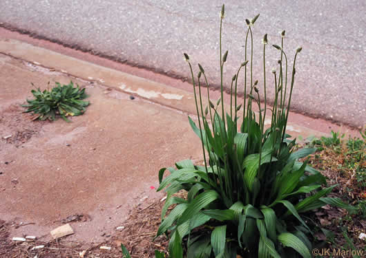 Plantago lanceolata, English Plantain, Buckhorn Plantain, Rib-grass, Narrowleaf Plantain