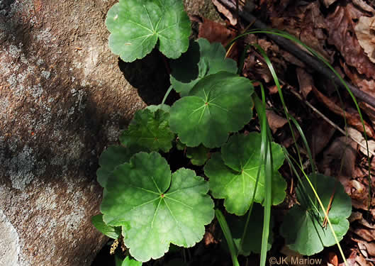 Littleflower Alumroot