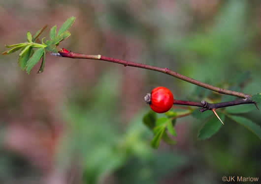 image of Rosa carolina ssp. carolina, Carolina Rose