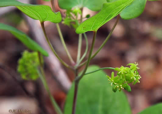 image of Smilax biltmoreana, Biltmore Carrionflower