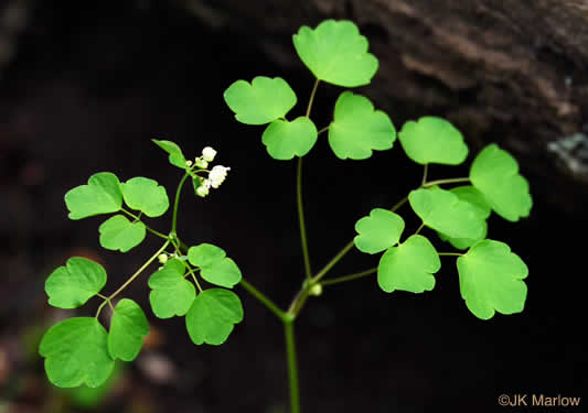 Thalictrum clavatum, Mountain Meadowrue, Lady-rue