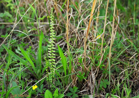 image of Asplenium platyneuron, Ebony Spleenwort