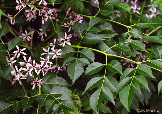 image of Melia azedarach, Chinaberry, Pride-of-India