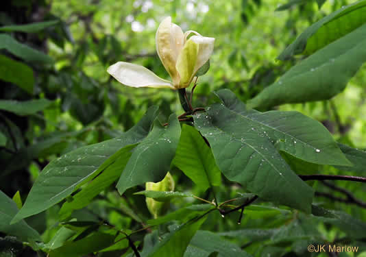 image of Magnolia fraseri, Fraser Magnolia, Mountain Magnolia, Earleaf Umbrella-tree, Umbrella Tree