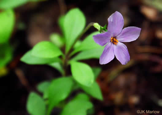 image of Phlox stolonifera, Creeping Phlox