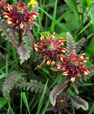 image of Pedicularis canadensis, Wood-betony, Eastern Lousewort, Fernleaf, Canadian Lousewort