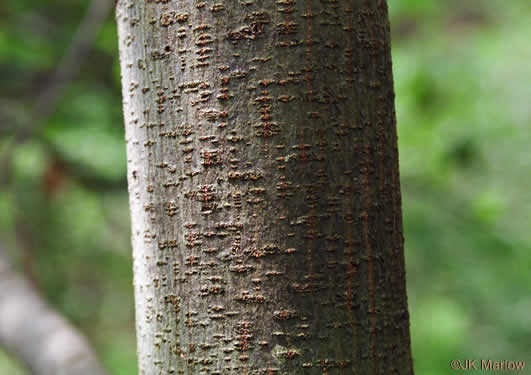 image of Symplocos tinctoria, Horsesugar, Sweetleaf, Dyebush