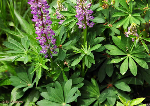 Northern Sundial Lupine